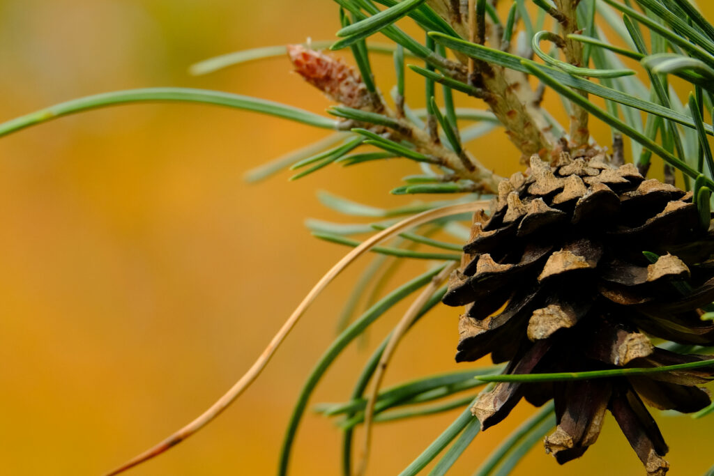 Macro Pine Cone Among Green Needles - Warm-Toned Wallpaper