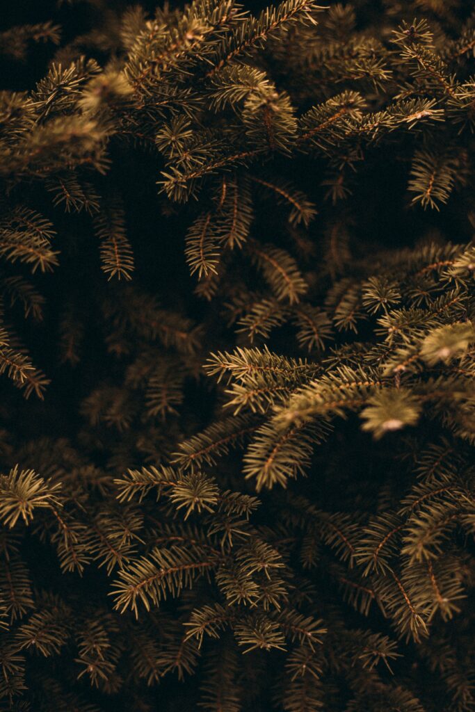 Macro Pine Branch Wallpaper: Detailed Green Needles & Textures