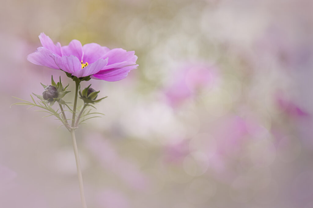 Macro Pink Cosmos Flower Wallpaper: Delicate Petals & Dreamy Background