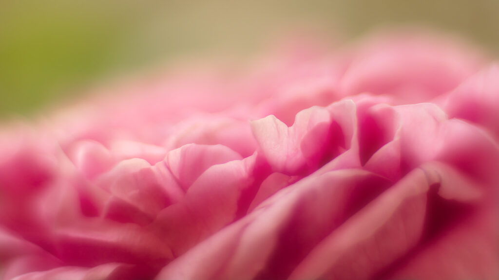Delicate Pink Flower Petals Macro Wallpaper Background