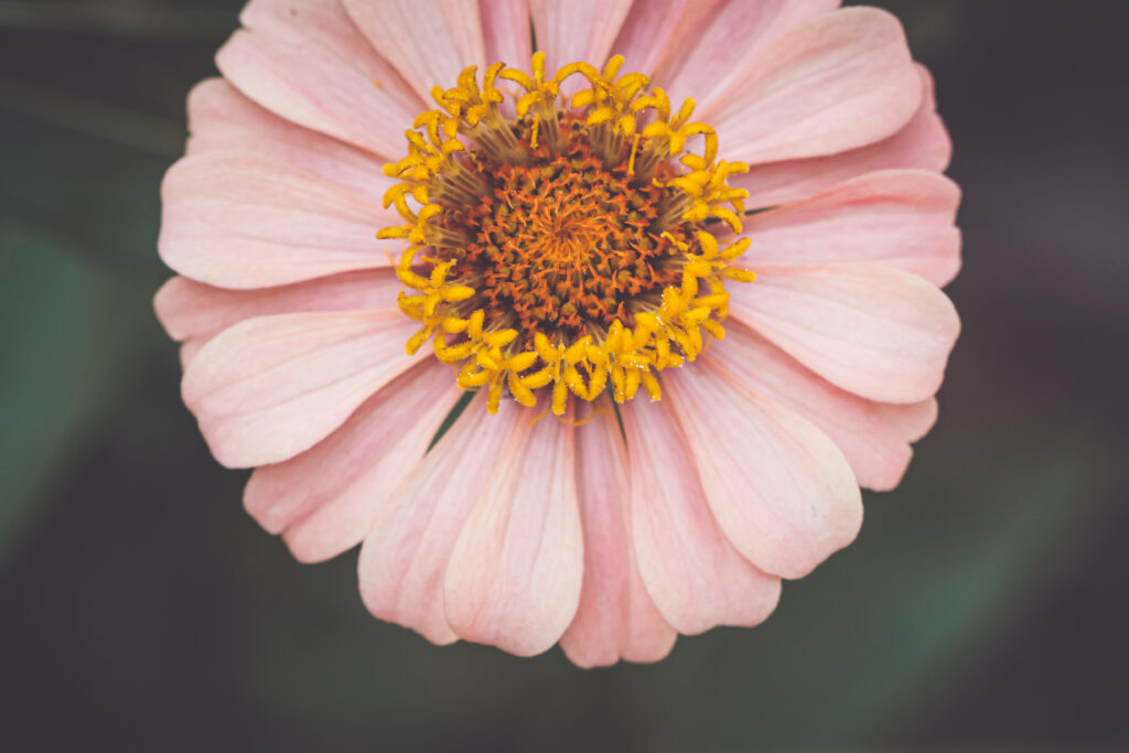 Intricate Macro Pink Flower Wallpaper with Vibrant Yellow Center