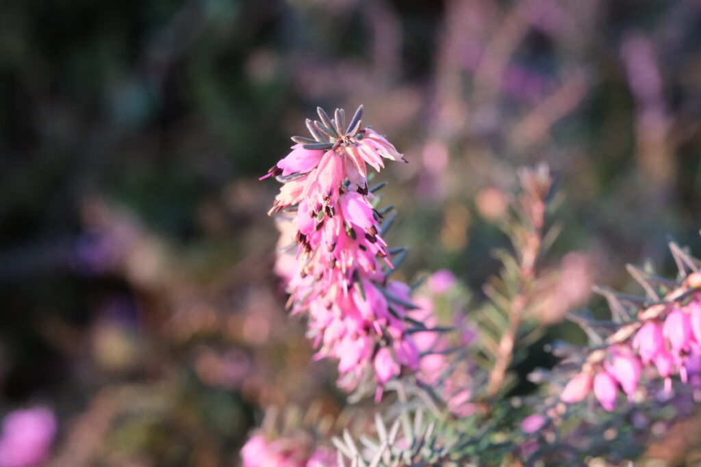 Calming Pink Flower Macro with Soft Blurred Foliage - Wallpaper Background