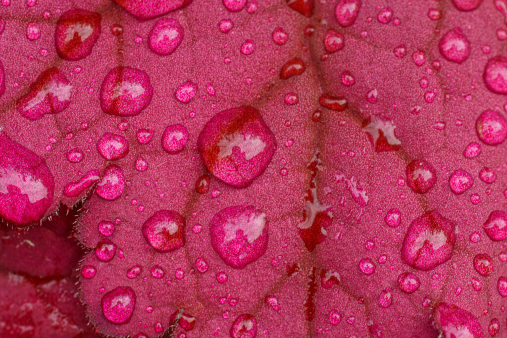 Macro Pink Leaf Wallpaper: Water Droplets & Vibrant Texture Close-Up