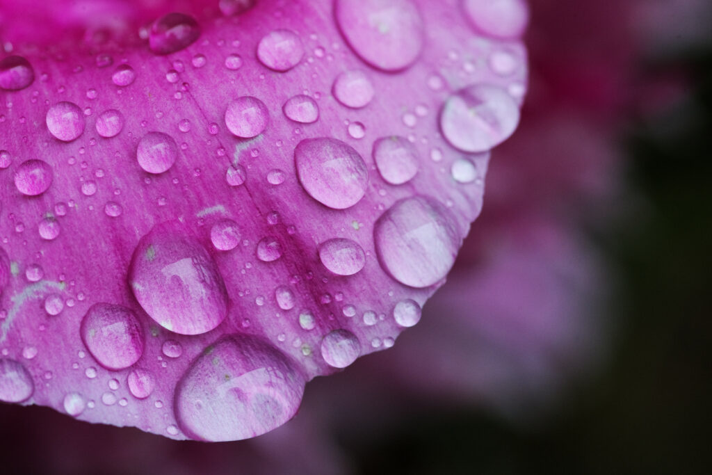 Close-Up Pink Petal with Water Droplets - Vibrant Macro Wallpaper