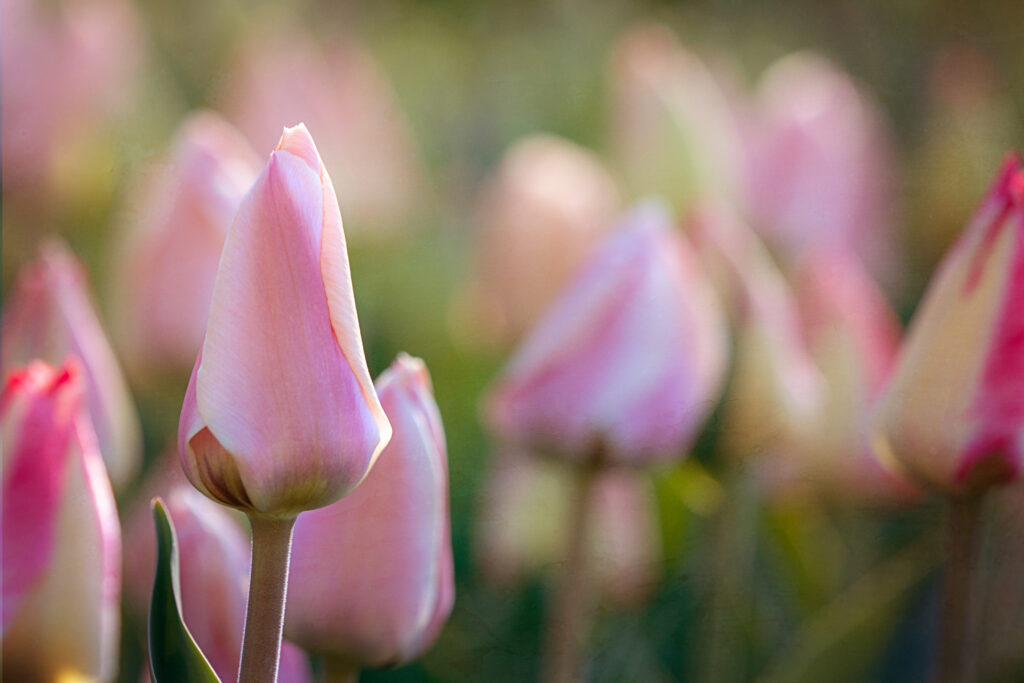 Macro Pink Tulip Buds Wallpaper with Soft-Focus Background