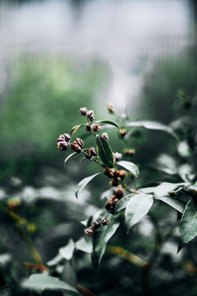 Close-Up Macro of Delicate Green Plant Buds - Soft Wallpaper Background