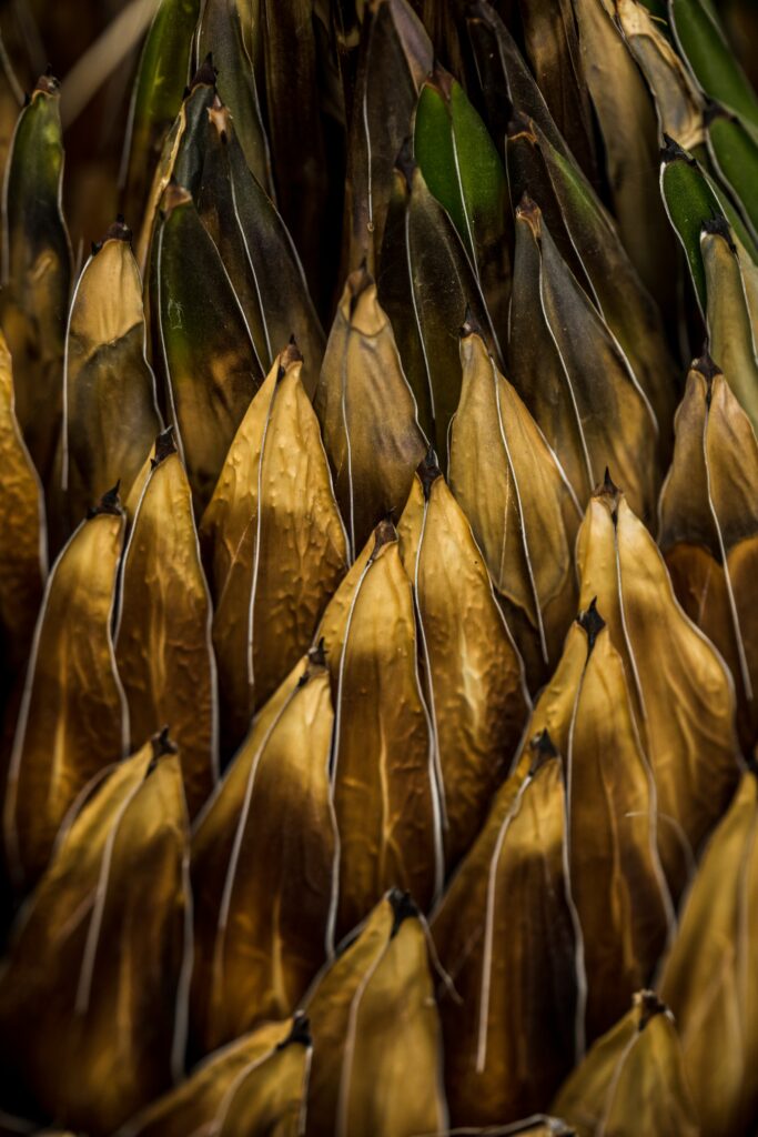 Macro Plant Leaves Wallpaper: Earthy Tones & Intricate Textures