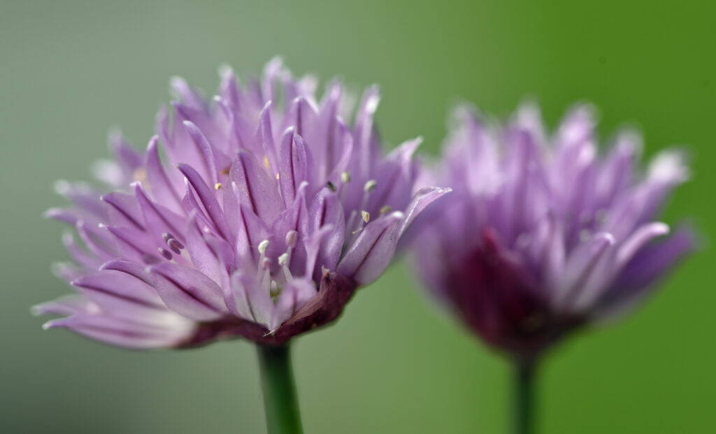 Stunning Macro of Purple Chive Flowers on Soft Green Background Wallpaper