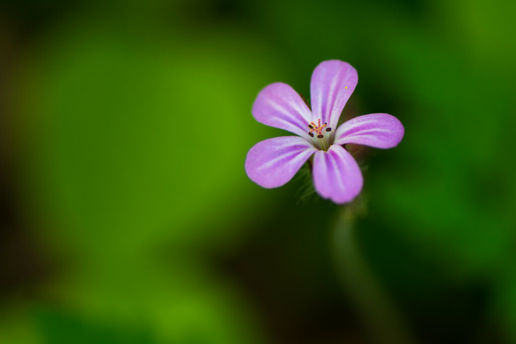 Macro Shot of a Delicate Purple Flower on a Soft Green Background Wallpaper
