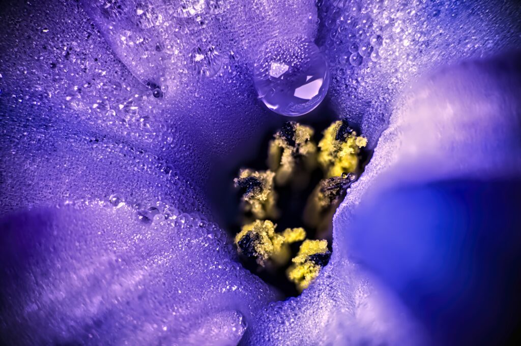 Macro Close-Up of Purple Flower with Moisture Droplets - Wallpaper Background