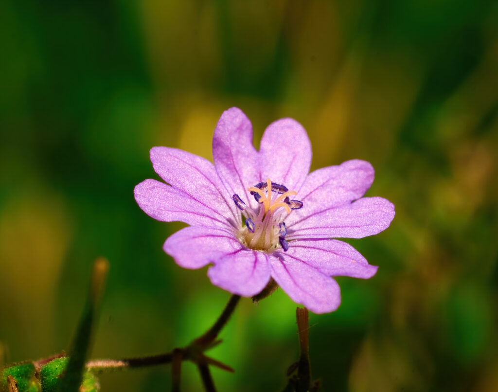 Macro Shot of Purple Geranium Pyrenaicum Flower with Soft Background Wallpaper