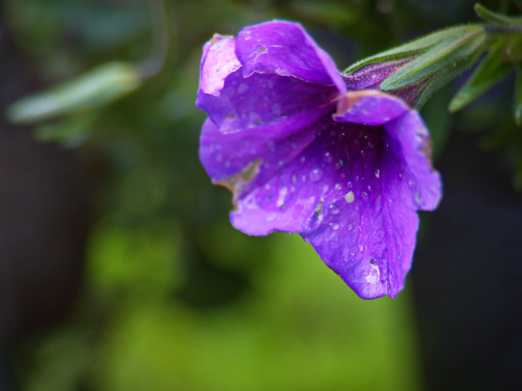 Macro Purple Petunia with Dewdrops - Soft Green Blurred Wallpaper