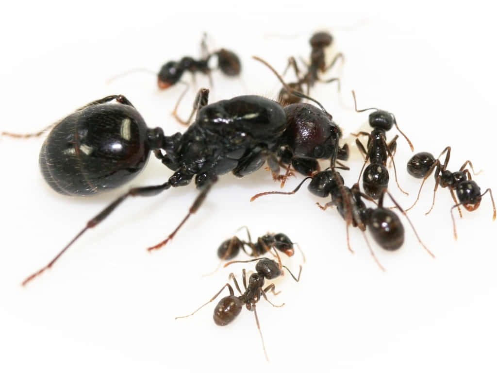 Macro photo of a queen ant and worker ants on a white background showcasing colony dynamics Wallpaper