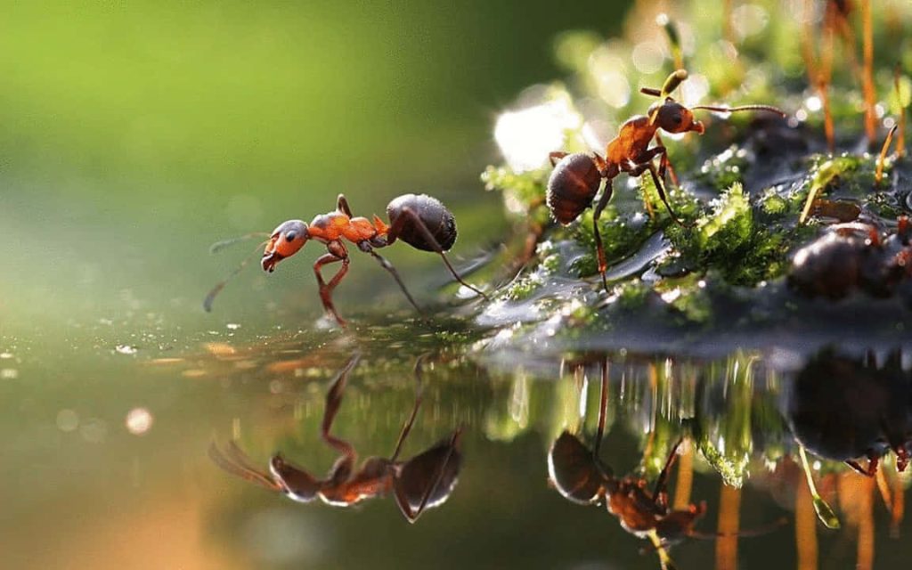 Macro shot of red ants at water edge with detailed reflections on soft green nature background Wallpaper