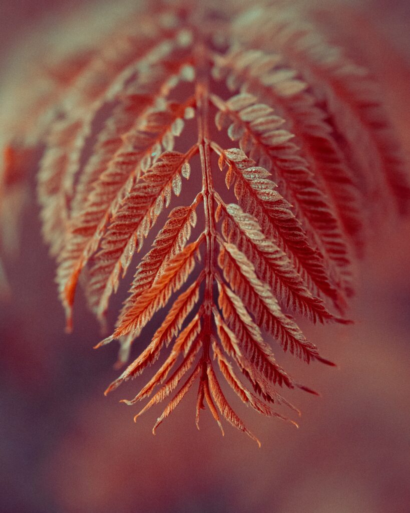 Intricate Red Leaf Macro: Stunning Nature Wallpaper Background