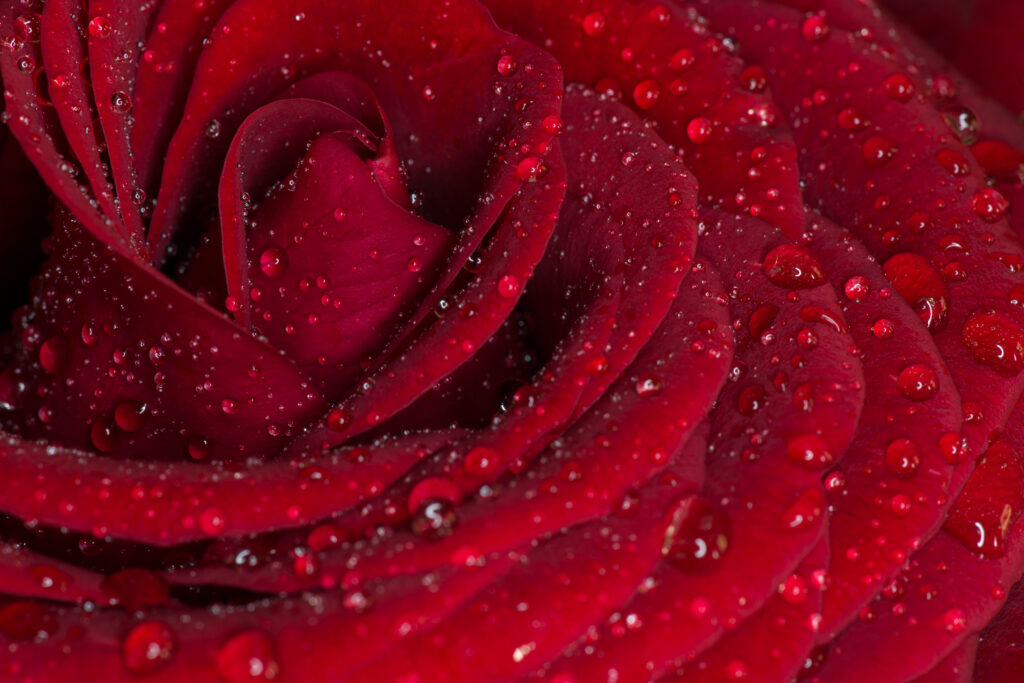 Macro Close-Up of Raindrop-Adorned Red Rose - Wallpaper Background
