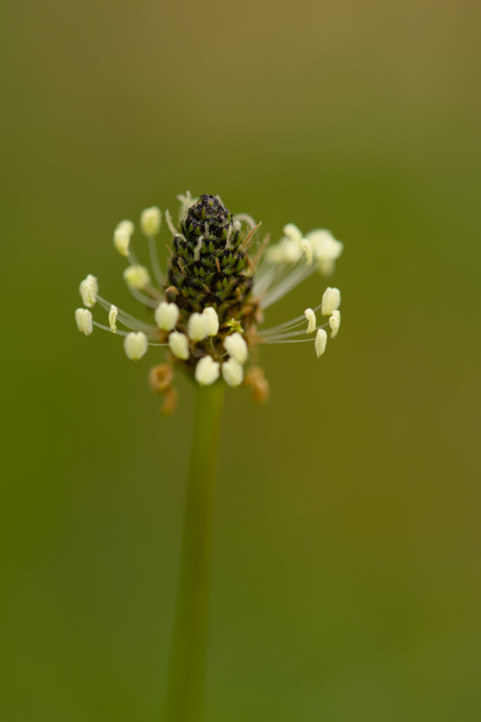 Macro Shot of Ribwort Plantain Inflorescence on Soft Green Background Wallpaper
