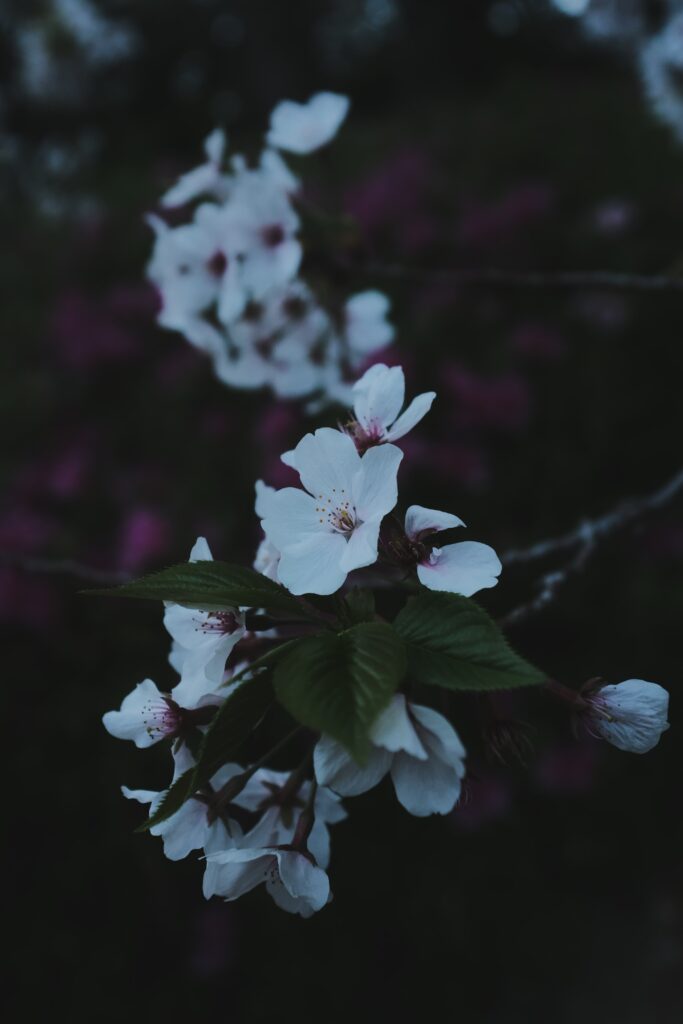 Macro Sakura Blossoms Wallpaper - Intricate Petals on Dark Background