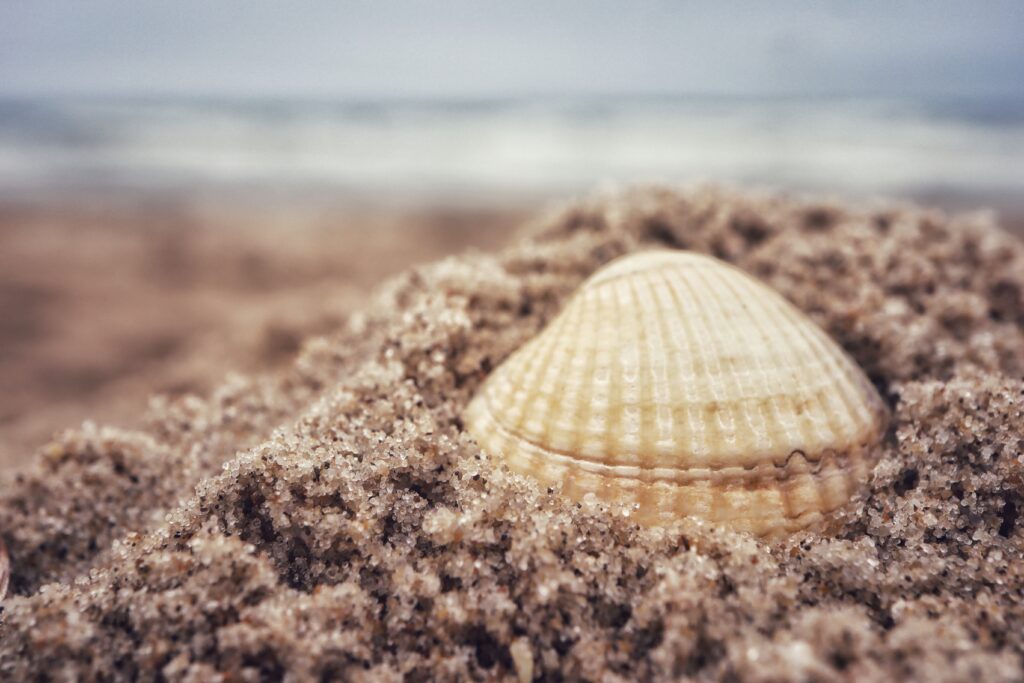 Close-Up Seashell in Sand: Intricate Microdetails & Serene Beach Wallpaper