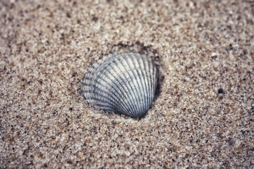 Macro Seashell in Sand: Textured Wallpaper Background Image