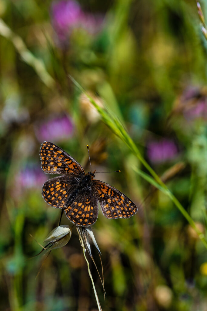 Stunning Macro: Brown Butterfly with Orange Patterns on Flower Wallpaper