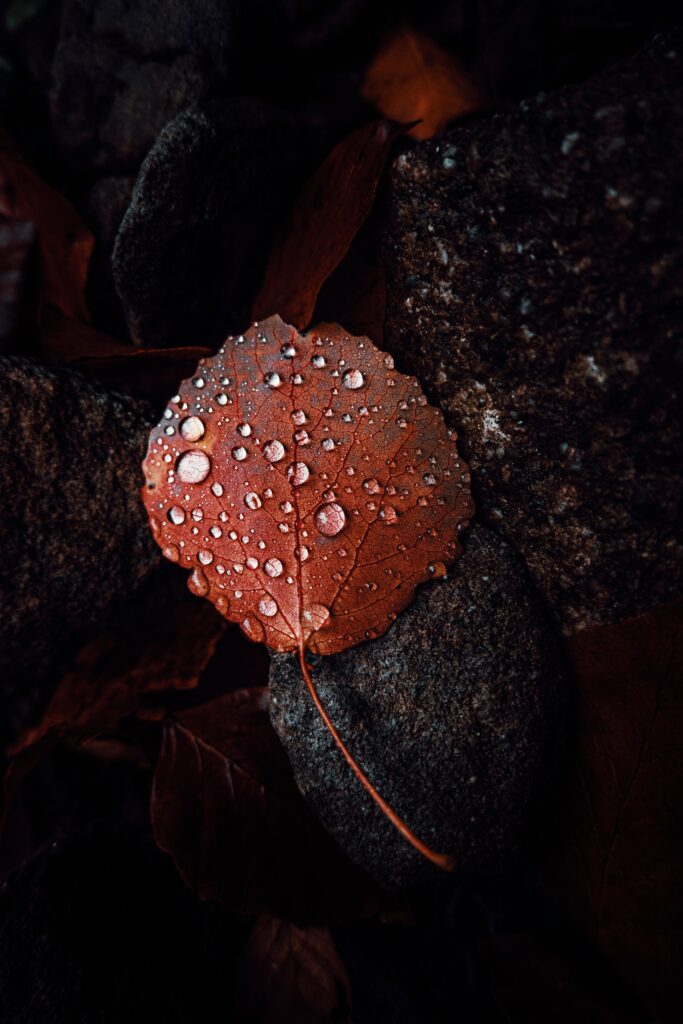 Stunning Macro of Brown Leaf & Water Droplets on Dark Stone Wallpaper