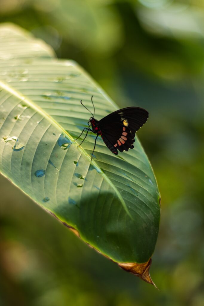 Stunning Macro Shot: Butterfly on Dewy Green Leaf Wallpaper