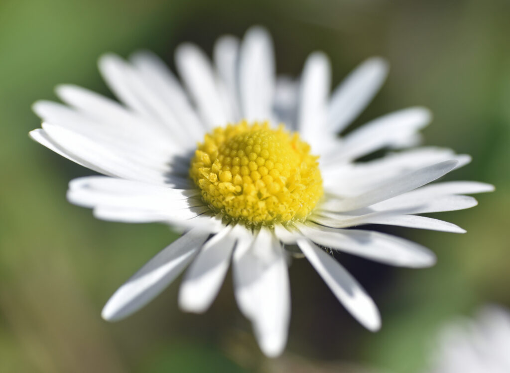 Charming Chamomile Close-Up: Delicate White Petals & Yellow Center Wallpaper