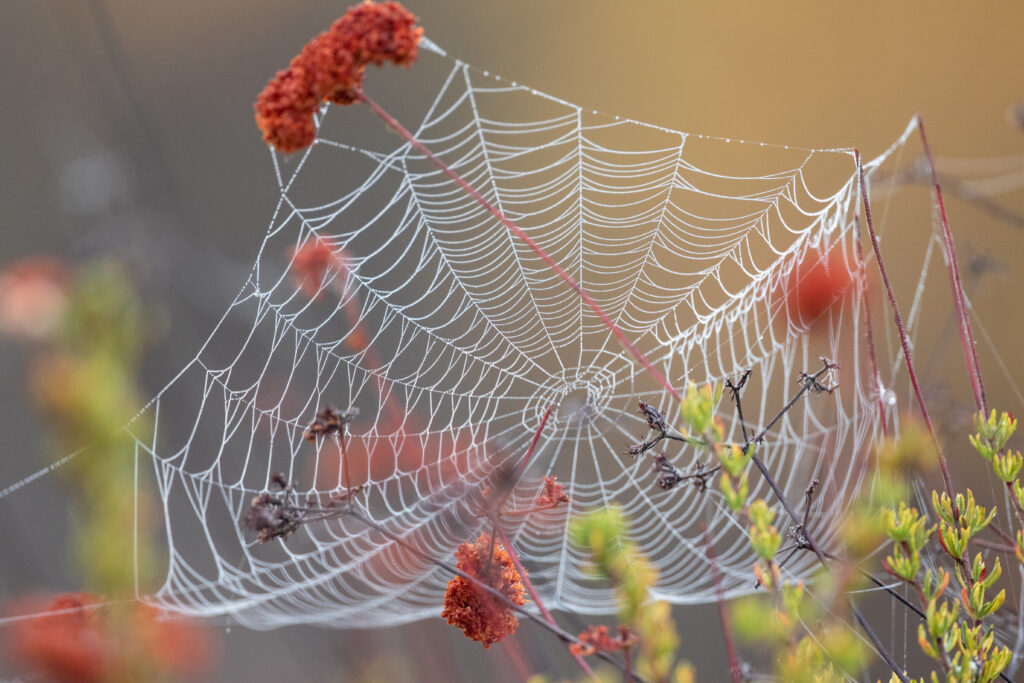 Stunning Macro Shot of Dewy Spider Web Amid Vibrant Foliage Wallpaper