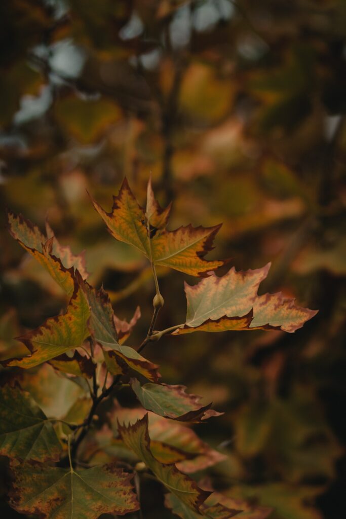 Close-Up Macro of Dried Maple Leaves: Warm Autumn Wallpaper