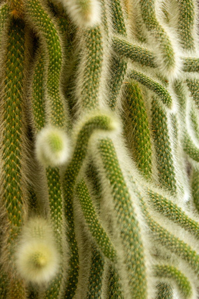 Intricate Fluffy Cactus Wallpaper: Macro Shot of Vibrant Textures