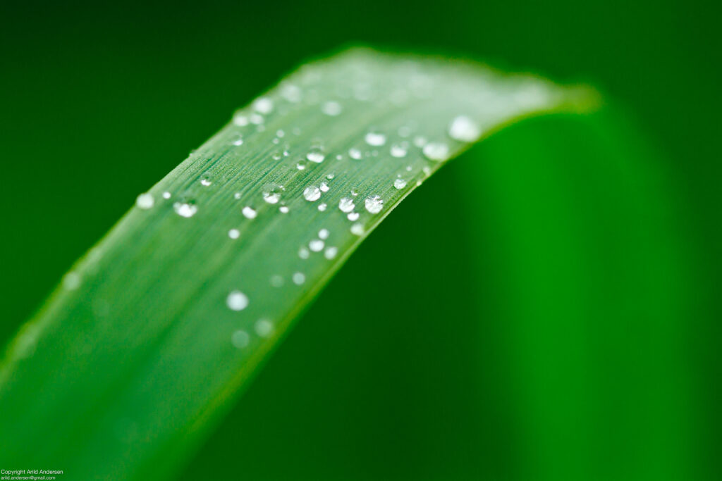 Macro Shot of Fresh Green Leaf with Water Droplets - Wallpaper Background
