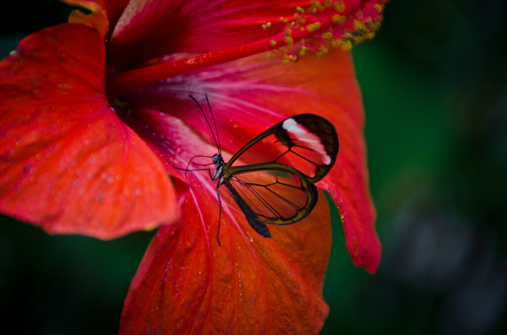 Stunning Macro Shot of Greta Oto Butterfly on Red Flower Wallpaper
