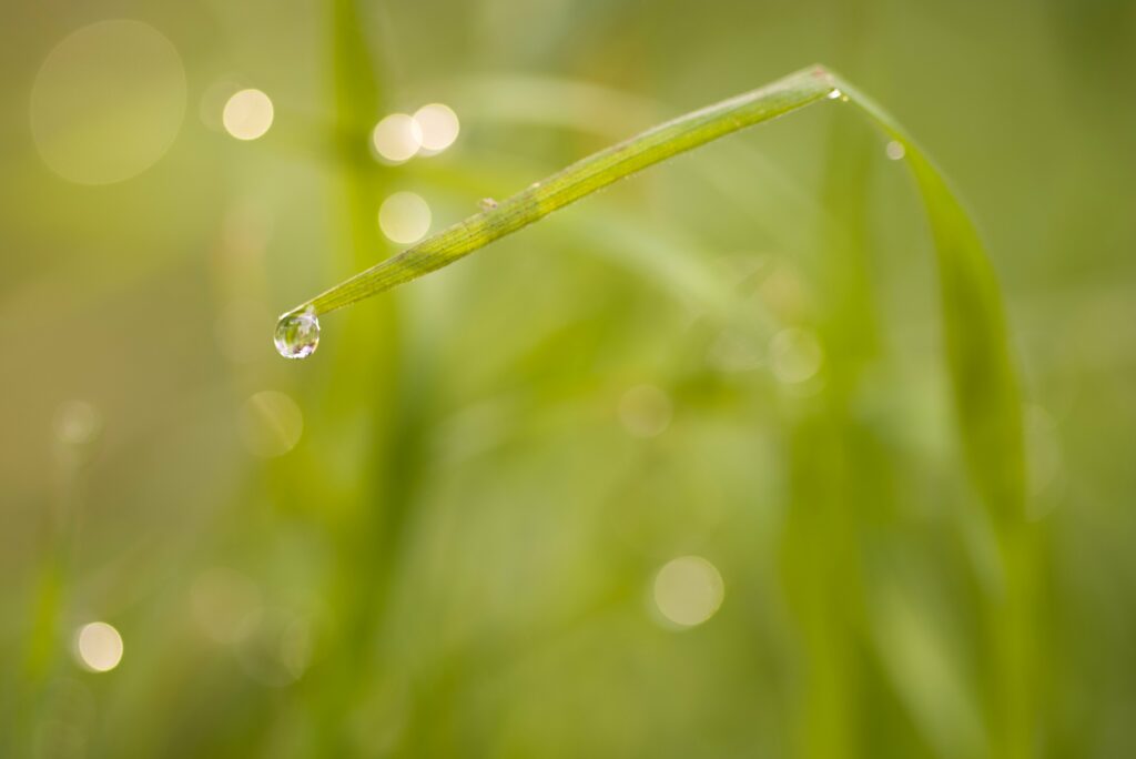 Macro Shot: Shimmering Water Droplet on Green Grass Blade Wallpaper