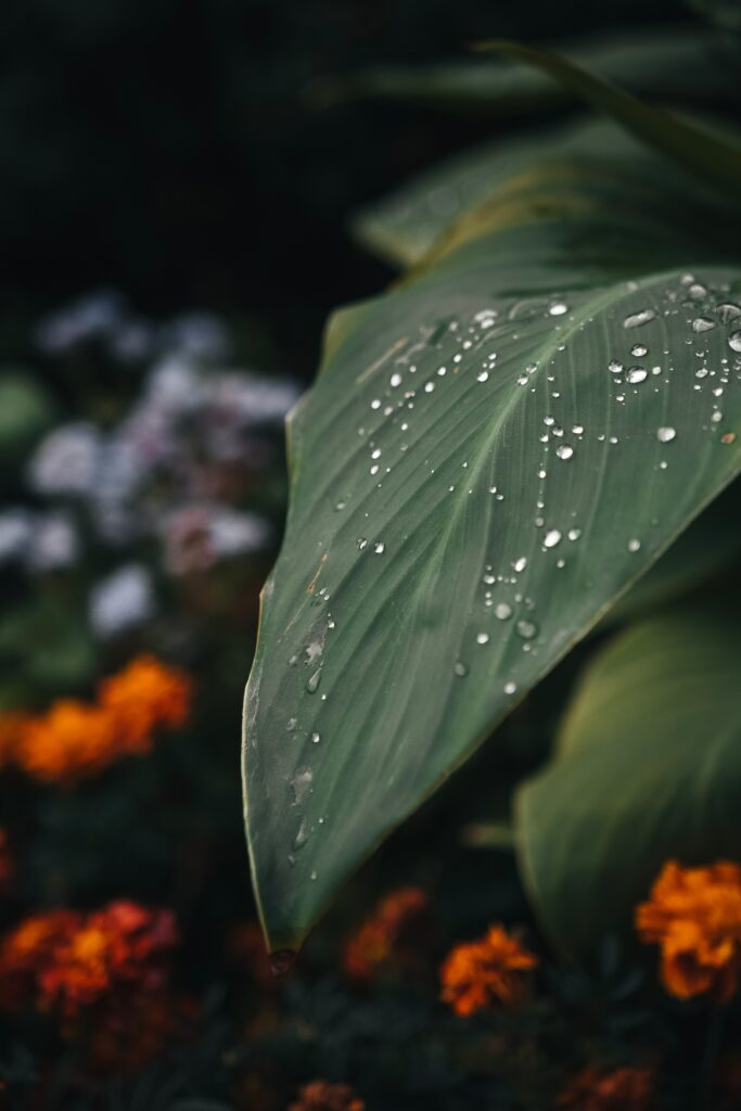 Macro Green Leaf with Water Droplets & Orange Flowers Wallpaper
