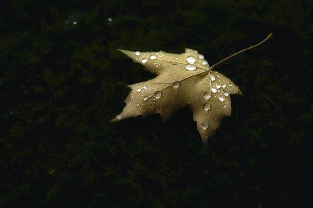 Serene Autumn Maple Leaf Macro with Water Droplets | Wallpaper
