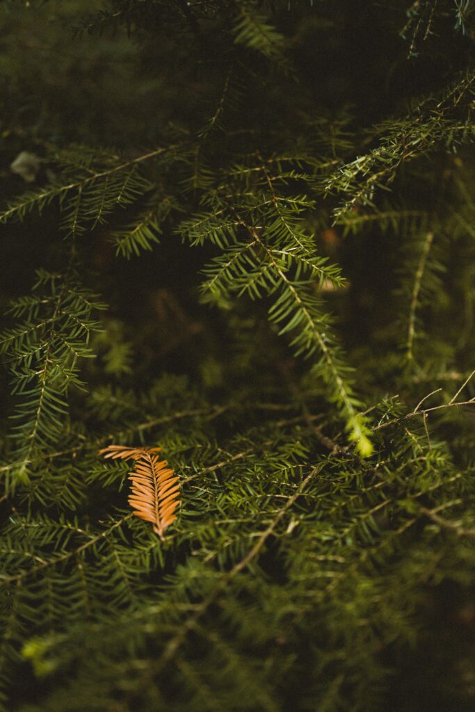 Macro Shot: Green Tree Branches & Orange Leaf Wallpaper Background