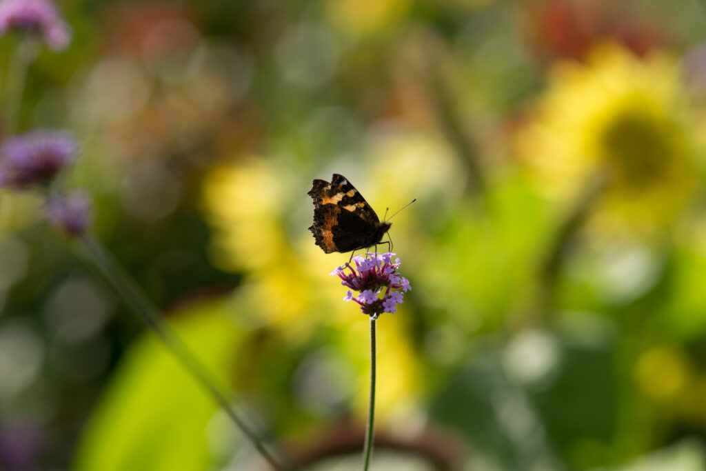 Macro Tortoiseshell Butterfly on Purple Flower - Wallpaper Background