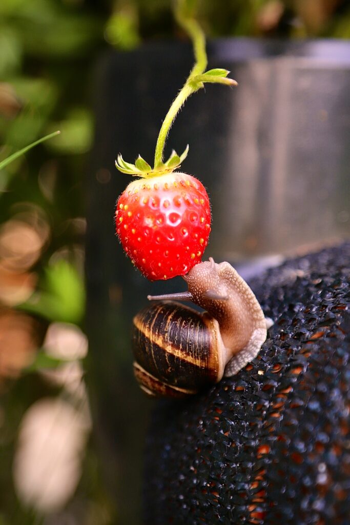 Macro Snail Climbing Strawberry: Nature's Beauty Wallpaper