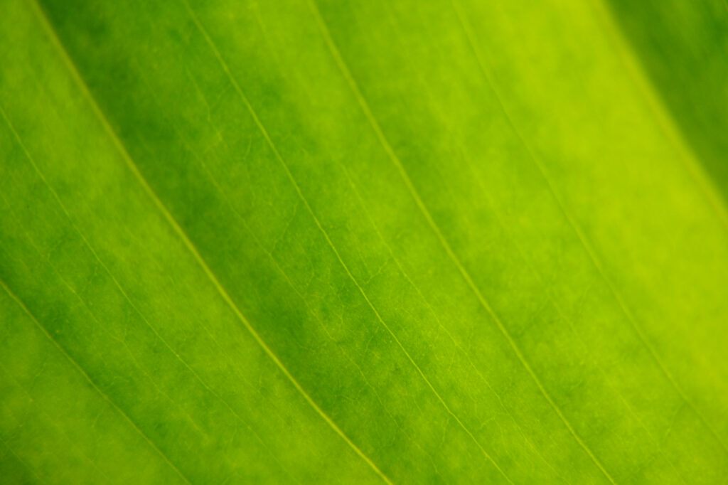 Macro Shot of Vibrant Green Leaf Veins - Stunning Wallpaper Background