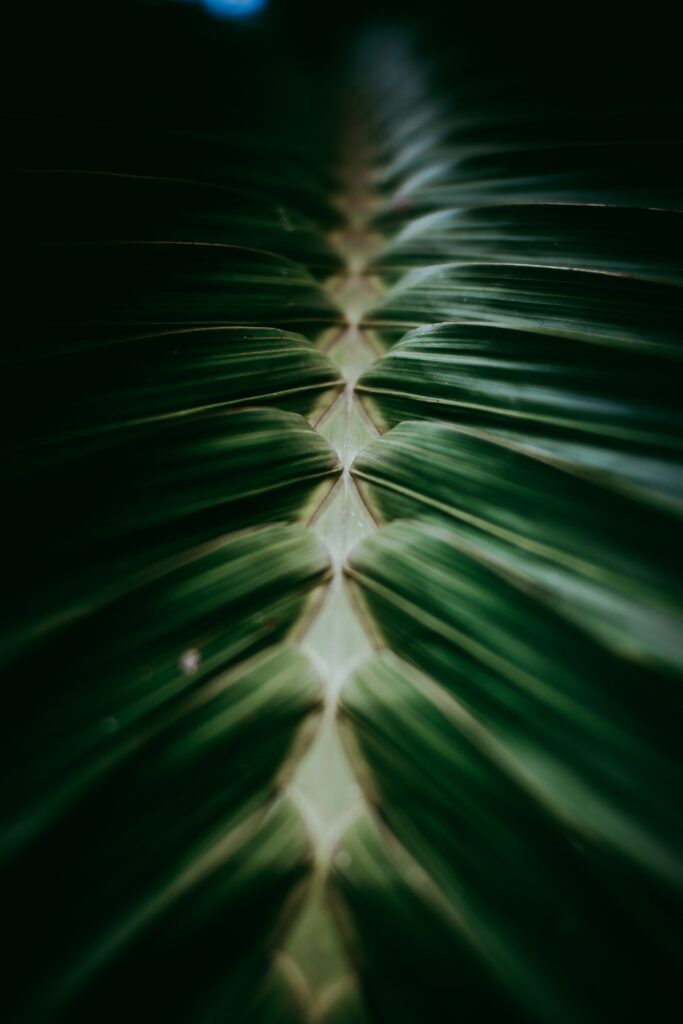 Close-Up Macro Shot of Dark Green Leaves - Intricate Textures Wallpaper