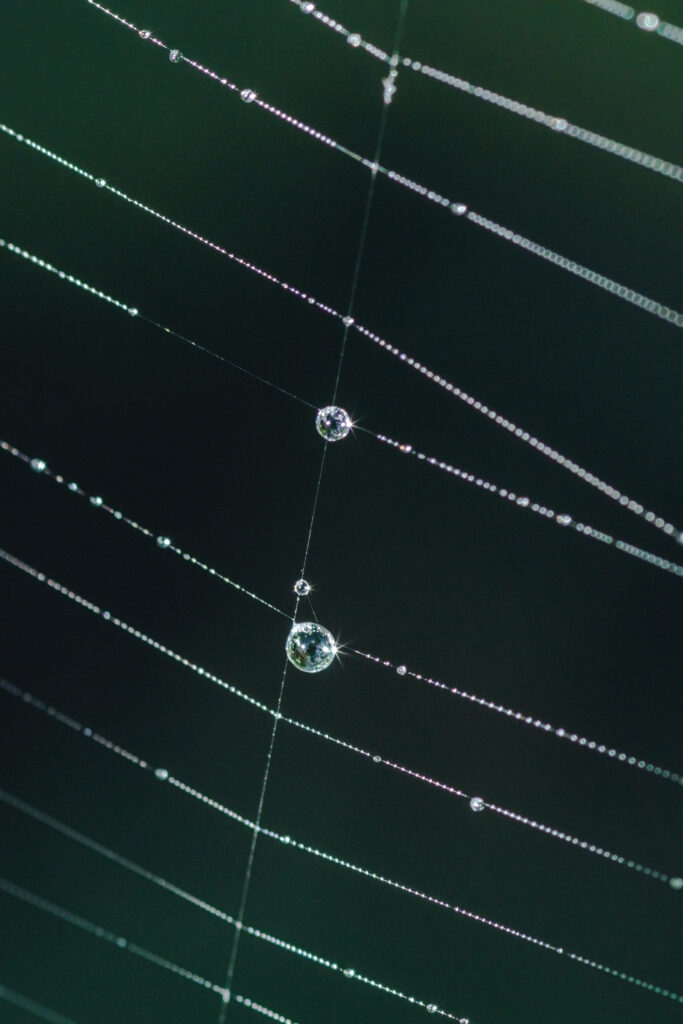 Intricate Cobweb with Dewdrops Wallpaper - Macro Nature Shot