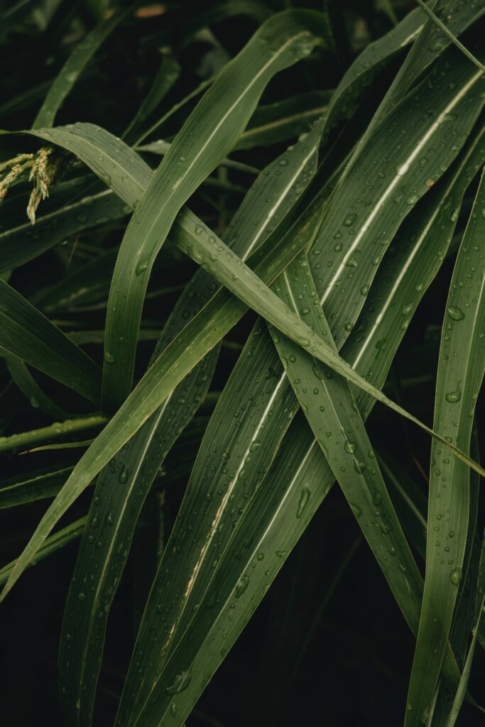 Macro Close-Up of Green Leaves with Water Droplets - Wallpaper Background
