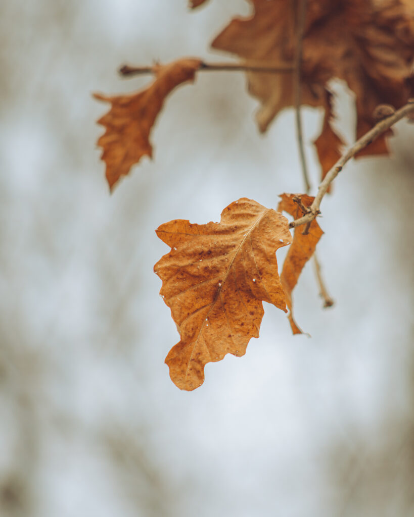 Macro Shot of Textured Autumn Leaves - Warm Earthy Wallpaper