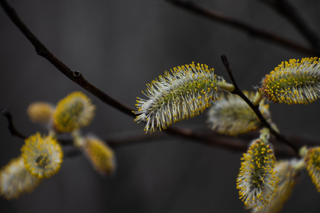 Close-Up Macro of Fluffy Willow Buds: Springtime Bloom Wallpaper