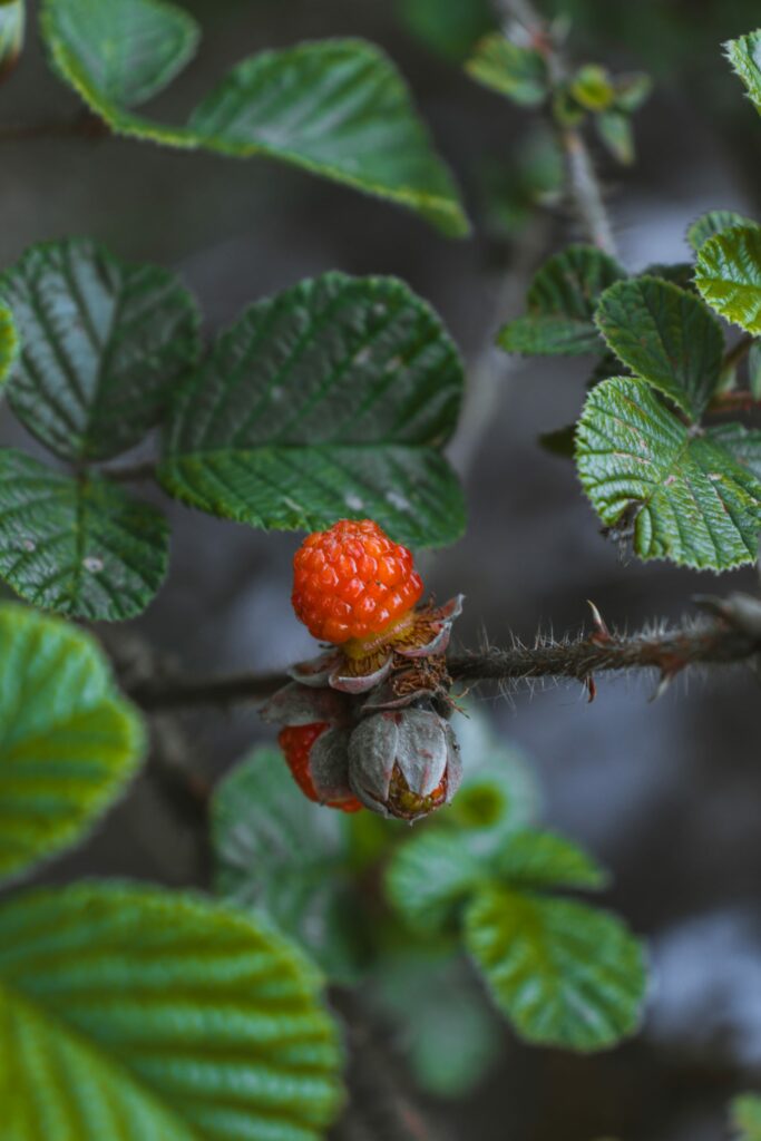 Vibrant Raspberry Macro Shot with Green Leaves - Wallpaper Background