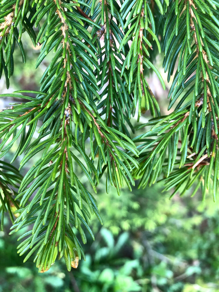 Macro Close-Up of Green Evergreen Branches - Nature Wallpaper