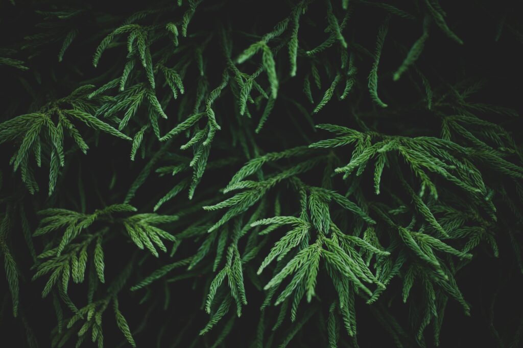 Macro Shot of Green Plant Branches - Intricate Textures Wallpaper