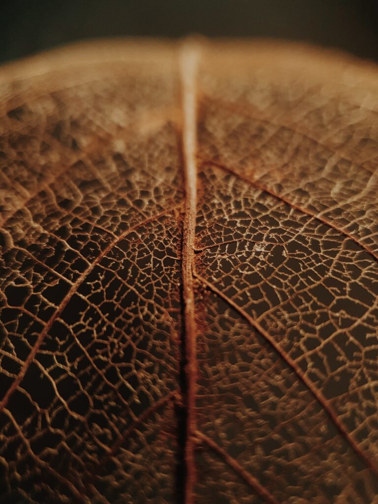 Intricate Vein Patterns on a Dry Brown Leaf - Macro Wallpaper