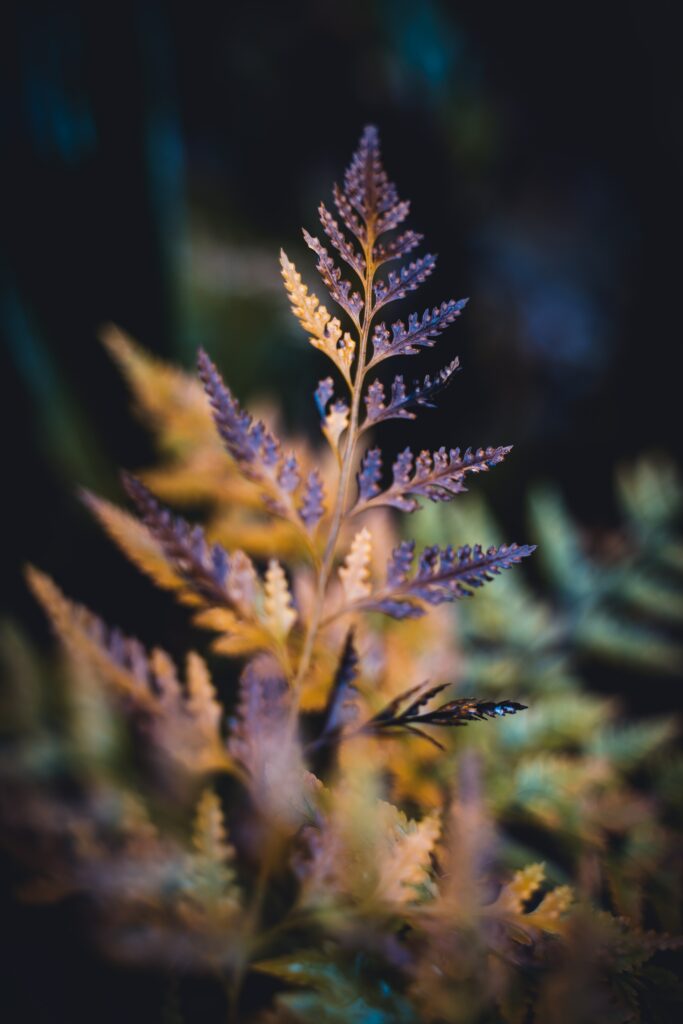 Intricate Macro Shot of a Carved Plant Leaf - Vibrant Wallpaper Background